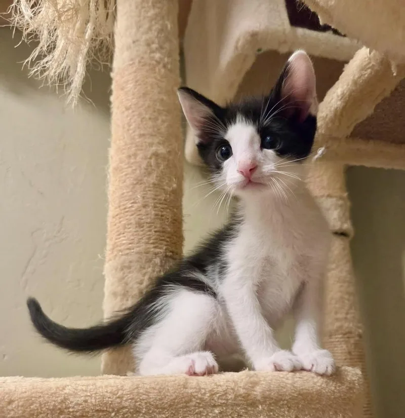 A baby small-sized female Black & White / Tuxedo Domestic Short Hair cat named Toe Bean for adoption in Green Valley, AZ