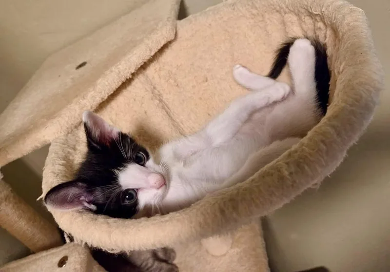 Toe Bean thumbnail 2