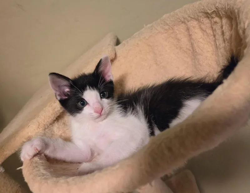 Toe Bean thumbnail 3