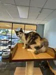 A baby medium-sized female Dilute Calico Domestic Long Hair cat named Sasha for adoption in Chico, CA