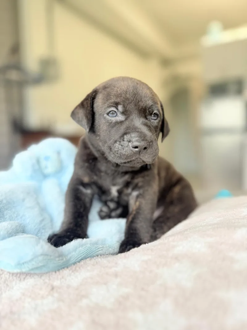A baby large-sized male Brindle Mixed Breed dog named Bear for adoption in Rincon, PR