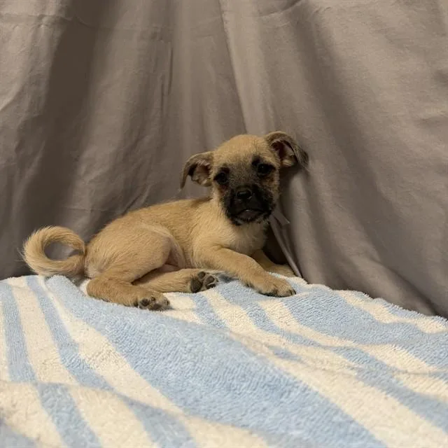 A baby small-sized male Terrier dog named Motley for adoption in Castaic, CA