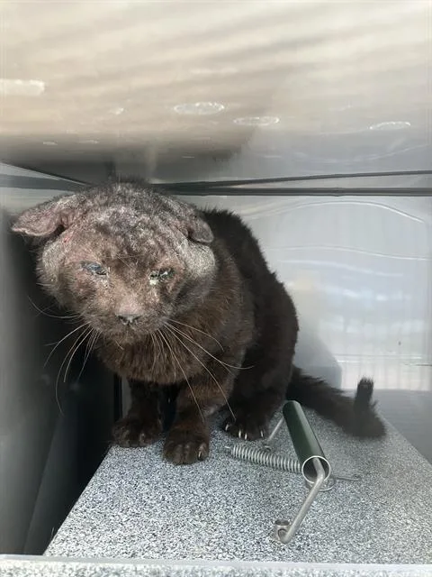 A young medium-sized male Domestic Short Hair cat named Sammy for adoption in Dallas, TX