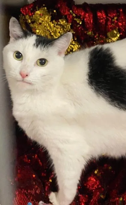 An adult large-sized female Domestic Short Hair cat named Diana for adoption in Conway, SC