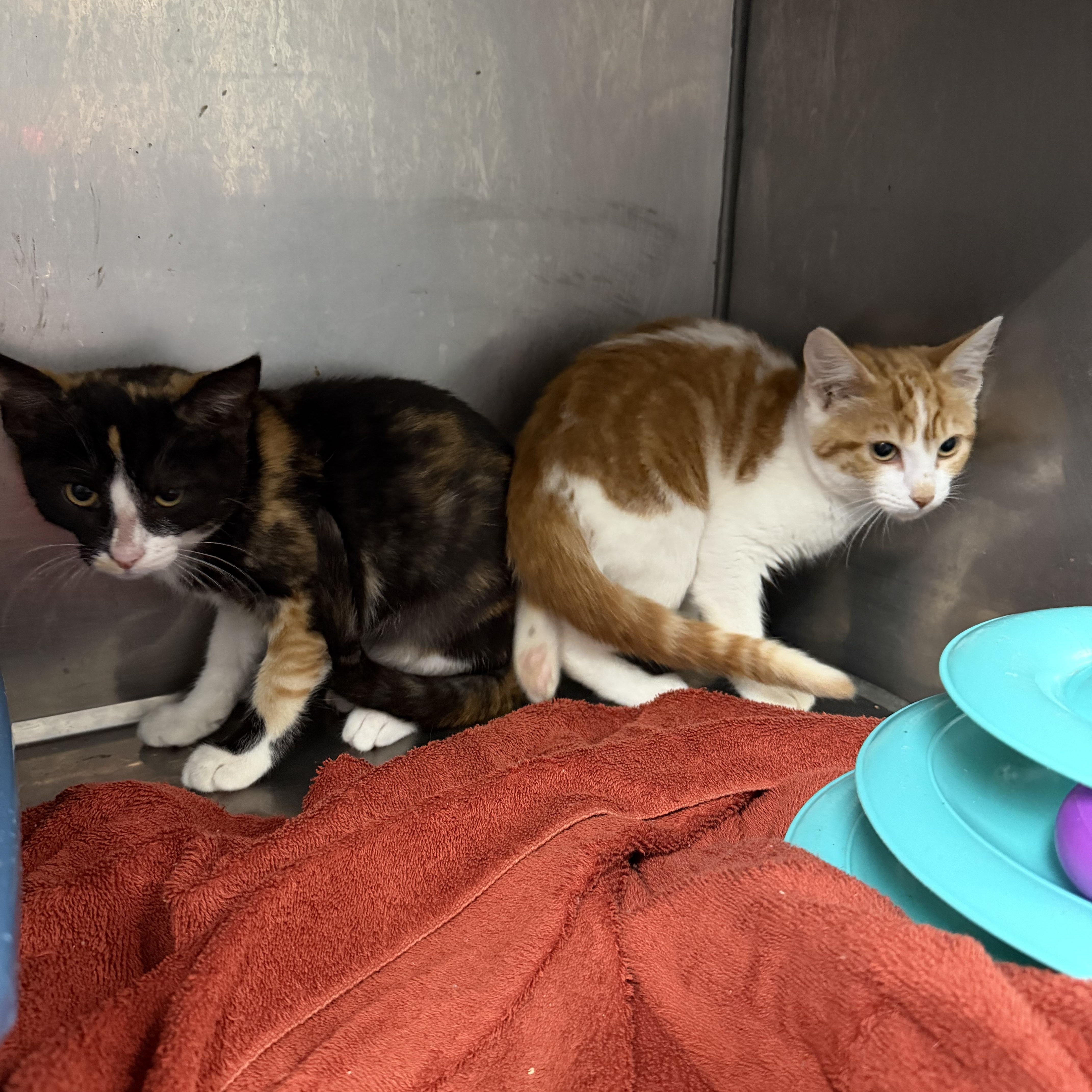 A baby medium-sized female Domestic Short Hair cat named Hot dog and Hamburger for adoption in Elizabethtown, NC