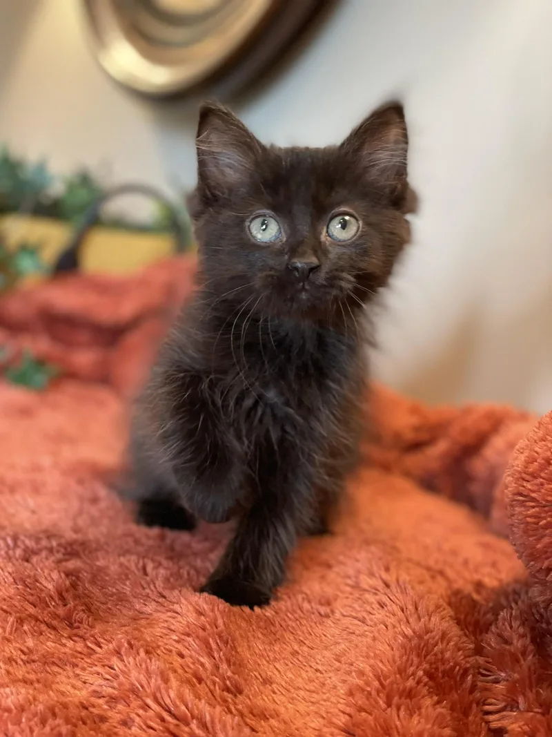 A baby medium-sized male Black Domestic Long Hair cat named Riley for adoption in Taylor, MI