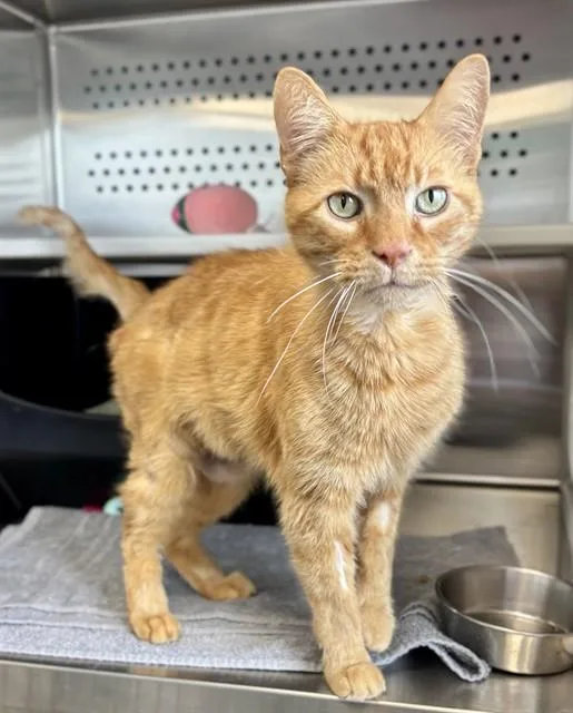 Scabbers