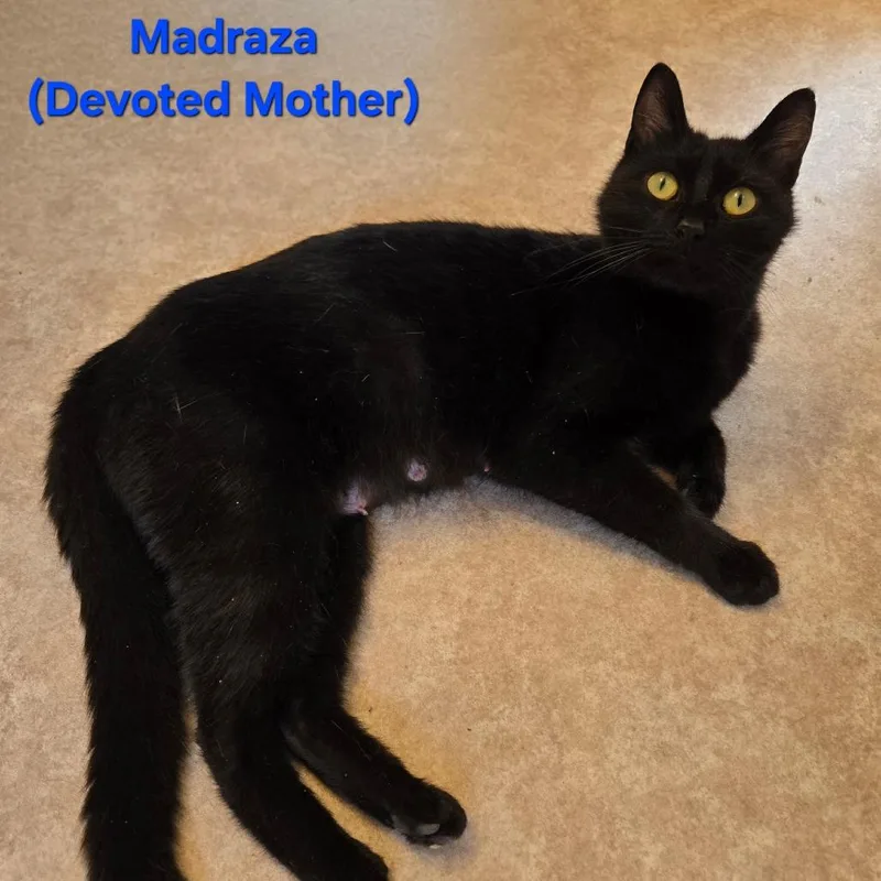 An adult medium-sized female Black Domestic Short Hair cat named Madraza for adoption in Coos Bay, OR