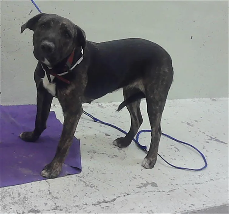 An adult medium-sized female Staffordshire Bull Terrier dog named Beyonce for adoption in Houston, TX