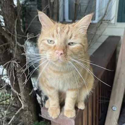A young medium-sized male Tabby (Orange / Red) Domestic Short Hair cat named Snickers for adoption in Lemoyne, PA