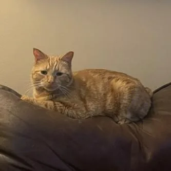 Snickers thumbnail 2