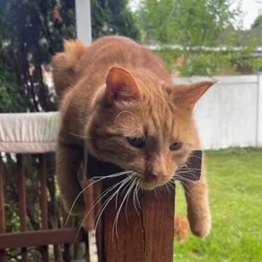 Snickers thumbnail 3