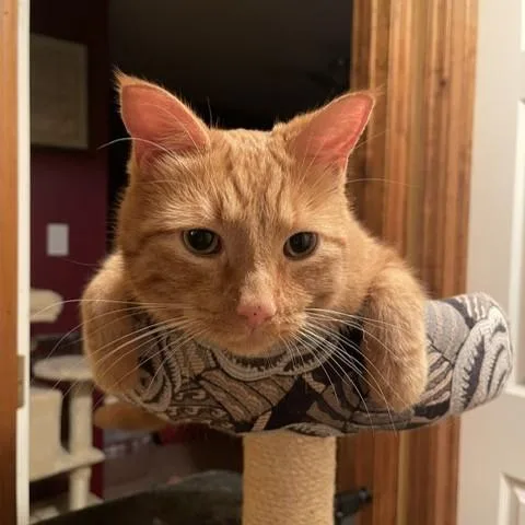 Snickers thumbnail 5