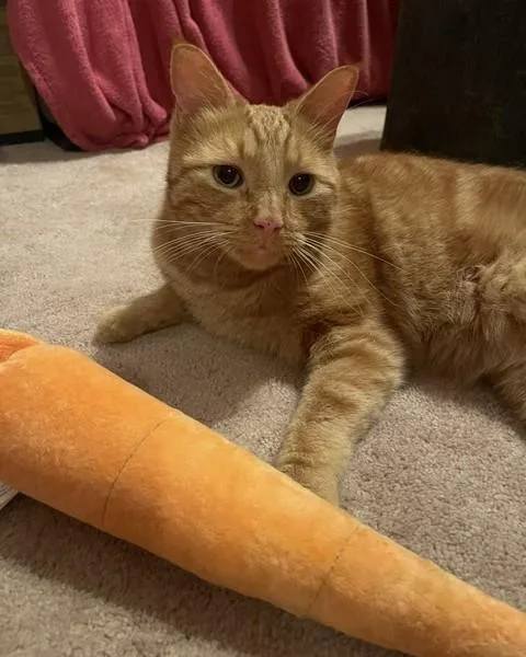 Snickers thumbnail 6