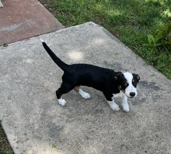 A baby large-sized male Mixed Breed dog named Scott for adoption in Dallas, TX