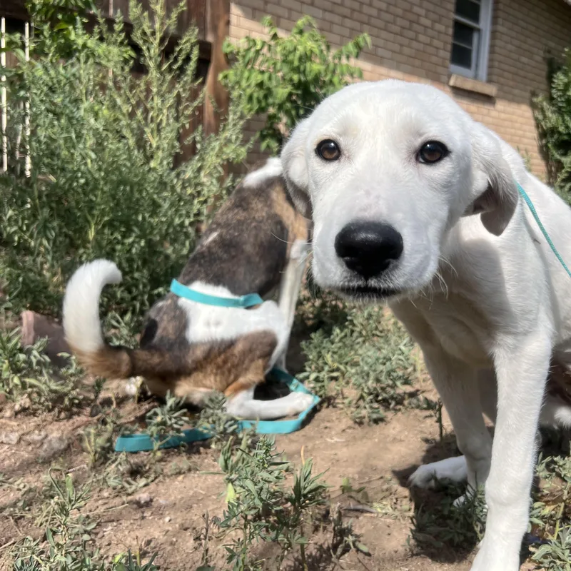 A young medium-sized female White / Cream Labrador Retriever dog named Zofia for adoption in Fort Collins, CO