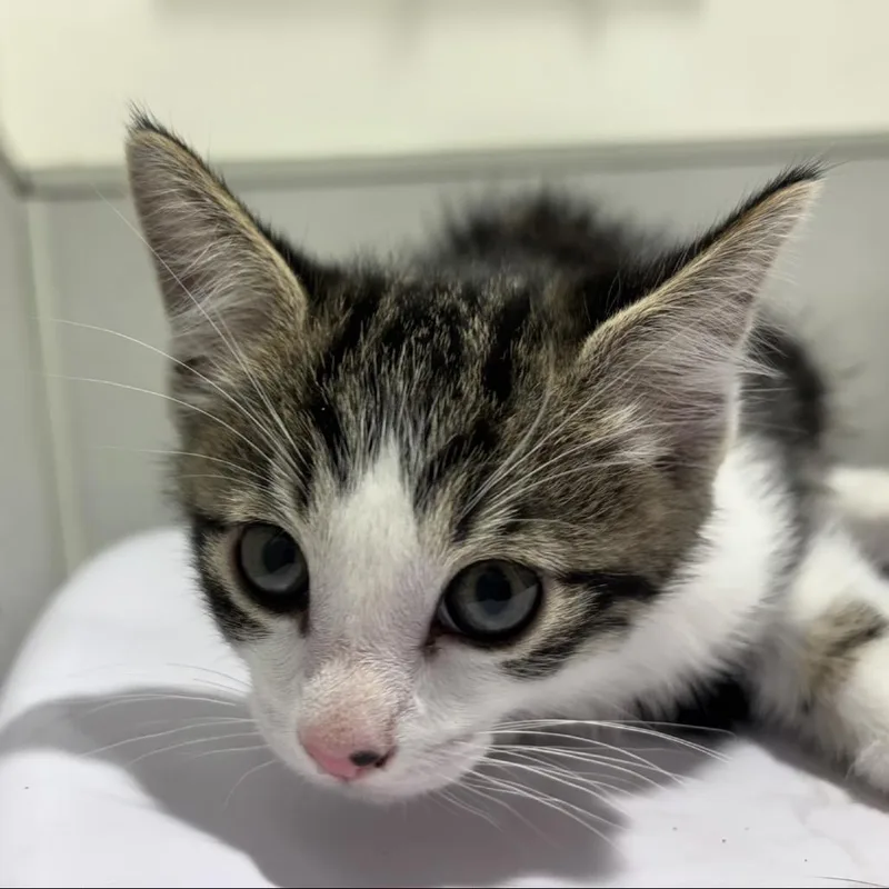 A baby small-sized male Domestic Medium Hair cat named Dion for adoption in Tampa, FL