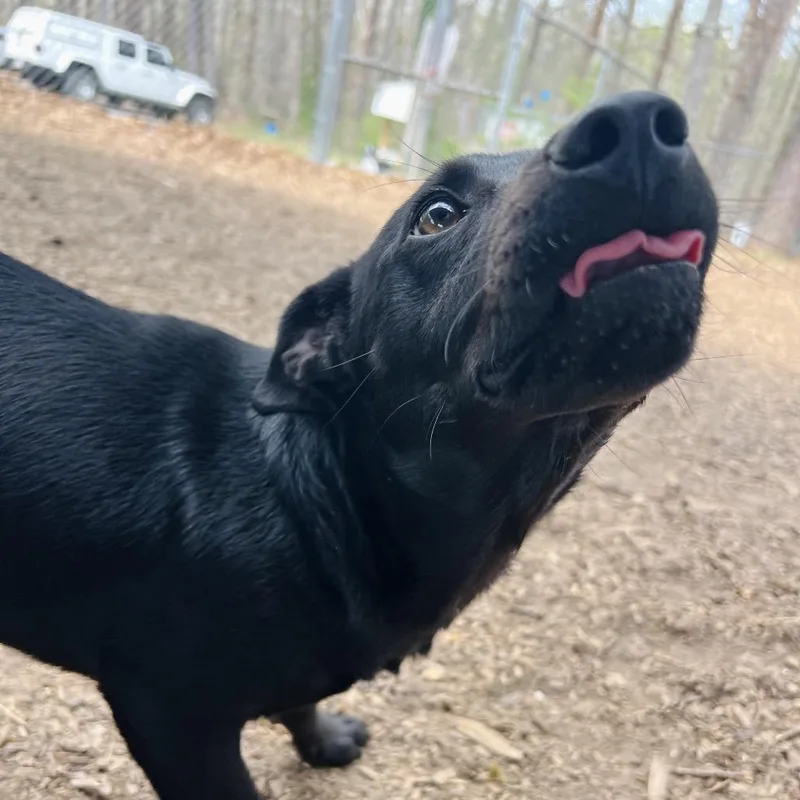 A young medium-sized male Black Labrador Retriever dog named Rayray for adoption in Alexandria, VA