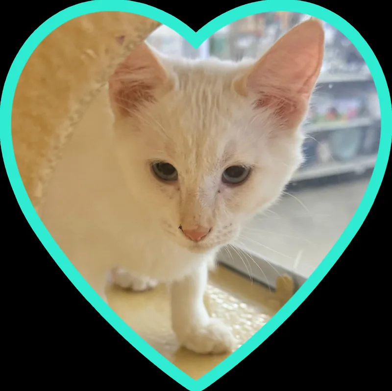 A baby medium-sized male Flame Point Siamese cat named Mik for adoption in Albuquerque, NM