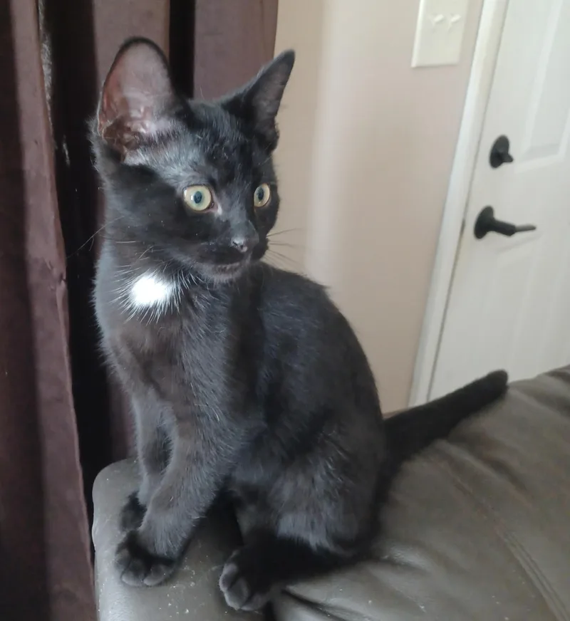 A baby small-sized male Black Domestic Short Hair cat named Benedict for adoption in Milwaukee, WI