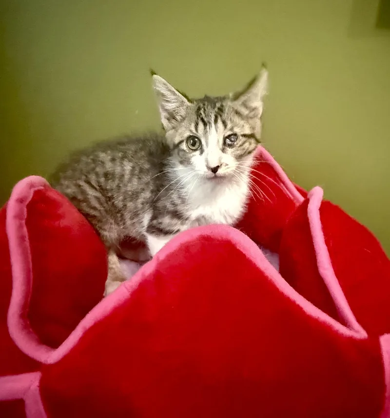 A baby small-sized female Domestic Short Hair cat named Bugsy for adoption in Lacona, NY