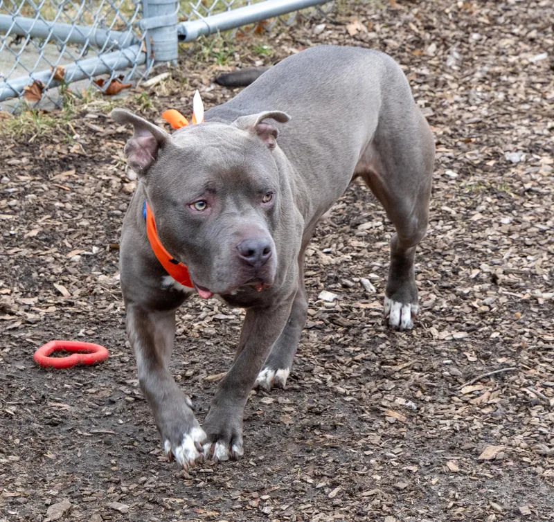 Harbor Freight thumbnail 2