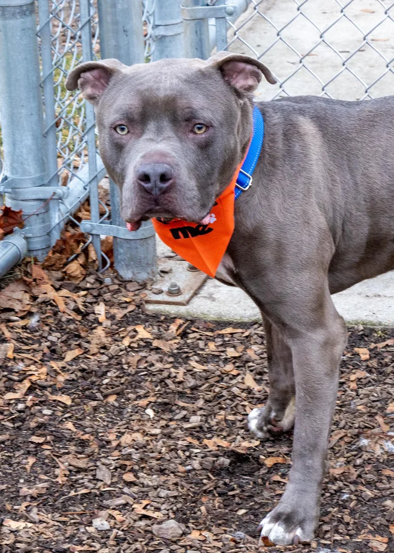 Harbor Freight thumbnail 3