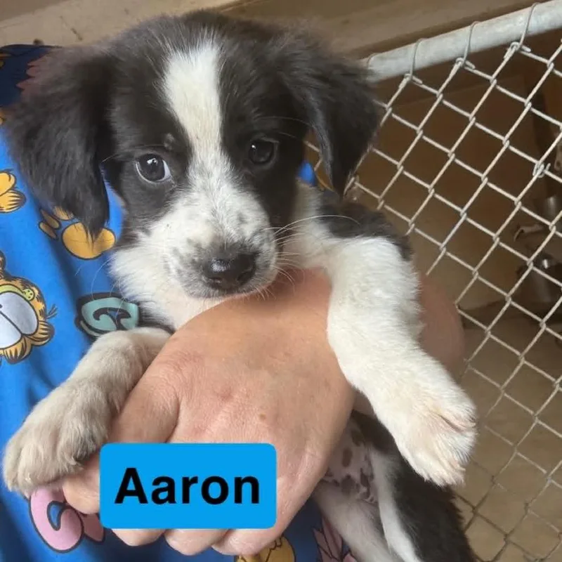 A baby small-sized male Australian Shepherd dog named Aaron for adoption in Pearsall, TX