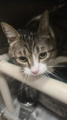 An adult large-sized female Buff / Tan / Fawn Domestic Short Hair cat named Athena for adoption in Wichita, KS