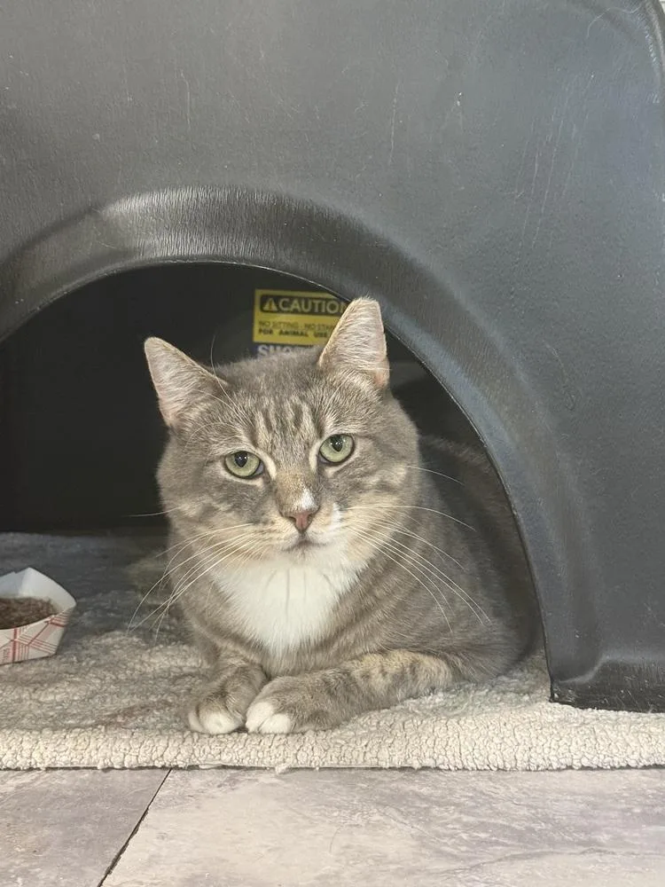 Roman Spirit Cat thumbnail 2