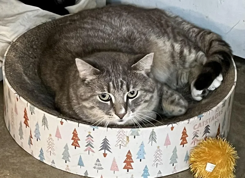 Roman Spirit Cat thumbnail 3