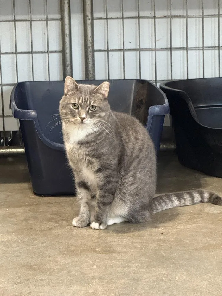 Roman Spirit Cat thumbnail 4