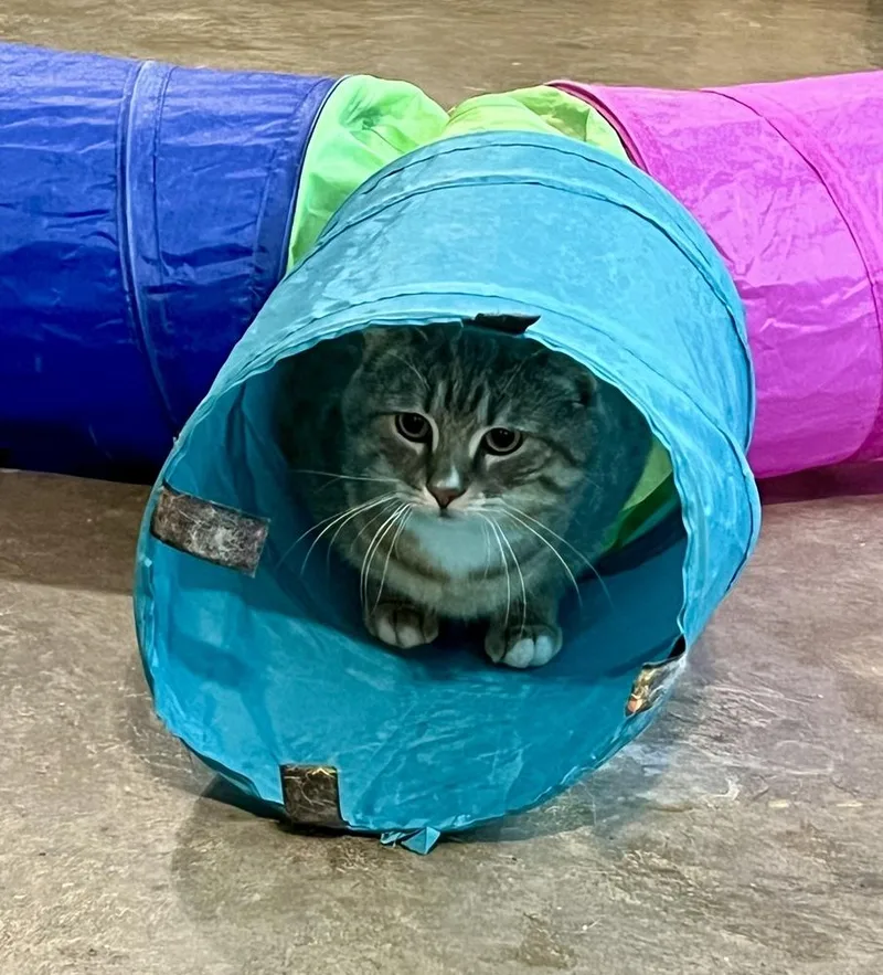 Roman Spirit Cat thumbnail 5