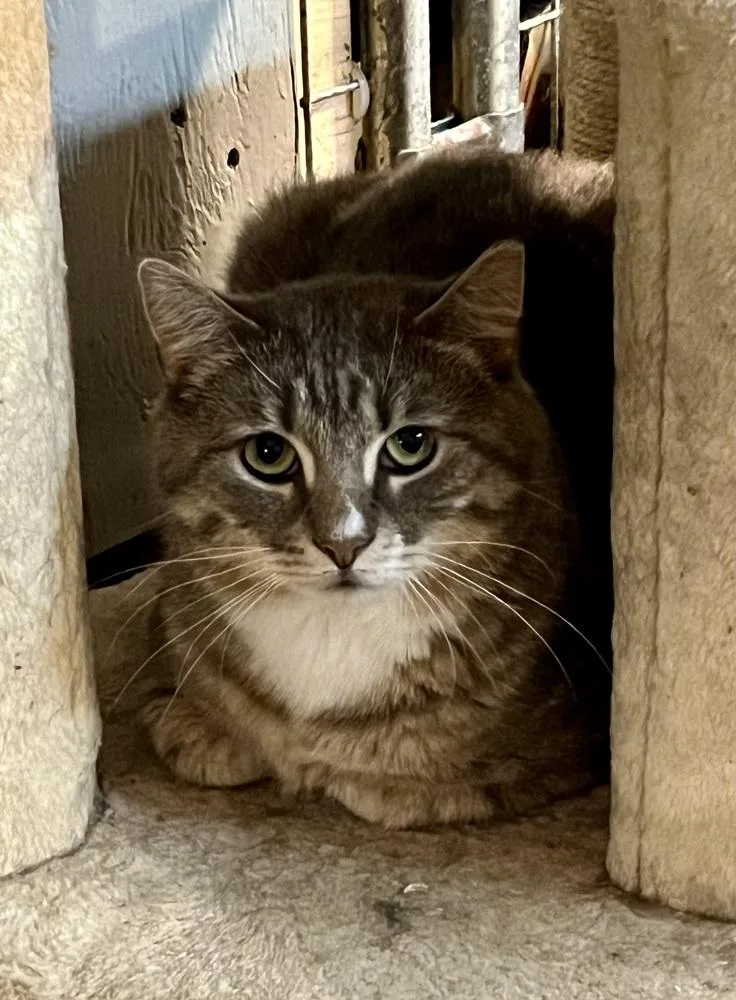 Roman Spirit Cat thumbnail 6