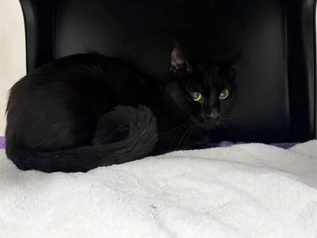 A young small-sized male Domestic Short Hair cat named Panther for adoption in Ontario, CA