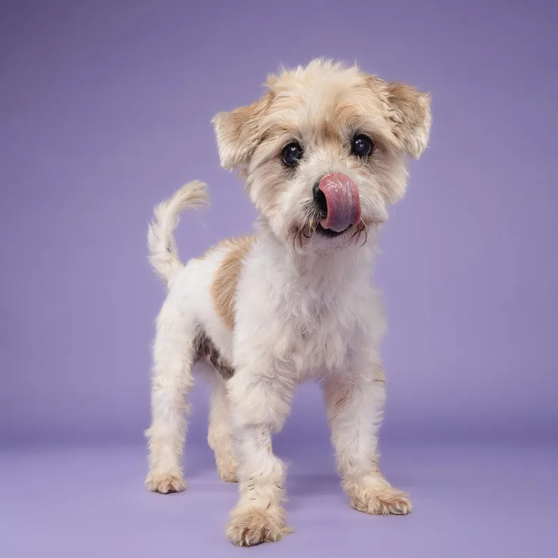 A senior small-sized male White / Cream Lhasa Apso dog named Poncho for adoption in Miramar, FL