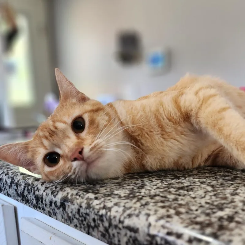 A young small-sized female Orange / Red Domestic Short Hair cat named Pumpkin for adoption in Centerville, TN