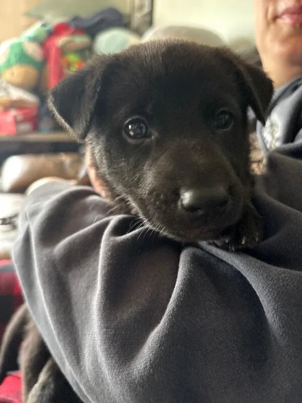 A baby medium-sized male Black Labrador Retriever dog named Shadow for adoption in Van Nuys, CA