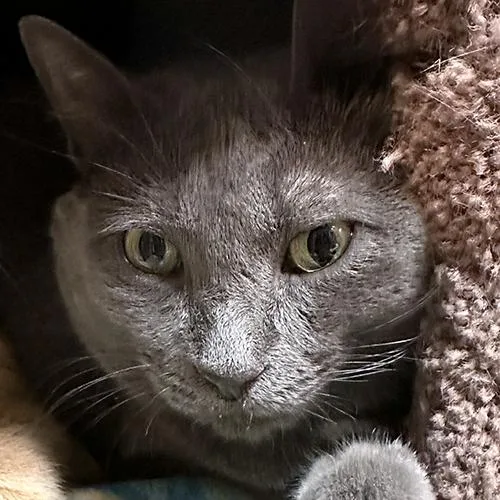 An adult large-sized female Gray / Blue / Silver Domestic Short Hair cat named Pewter for adoption in Crystal Lake, IL