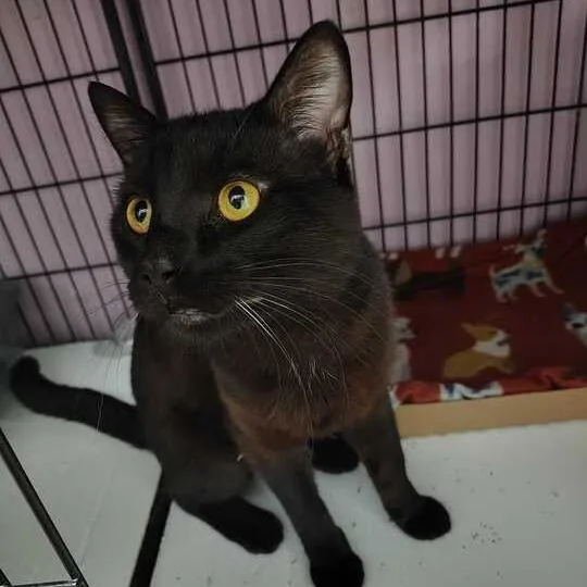 Parsley Jinxy thumbnail 2