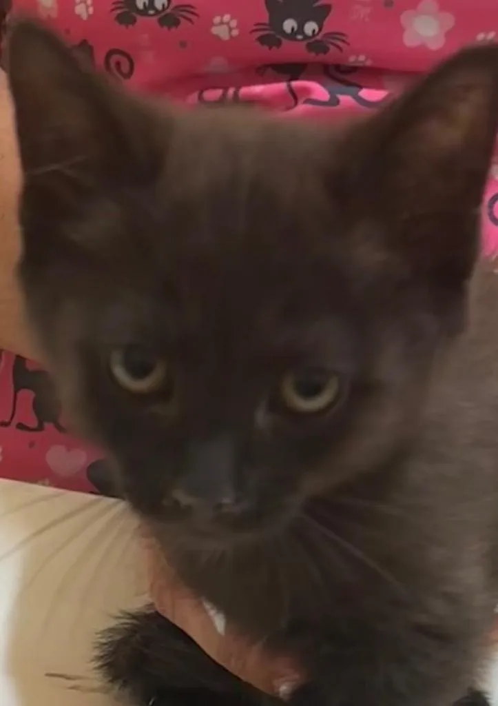 A baby small-sized female Domestic Short Hair cat named Francine for adoption in Elizabethton, TN
