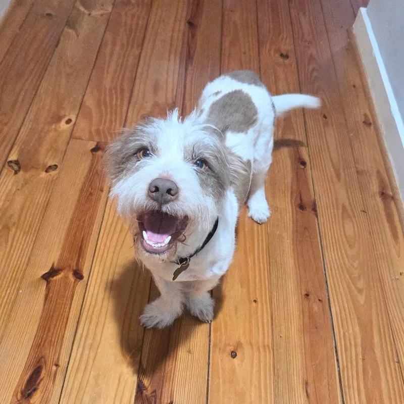 A young medium-sized male White / Cream Terrier dog named Aston for adoption in Houston, TX