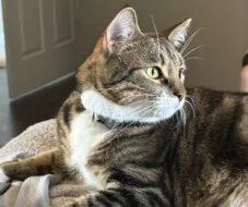 An adult small-sized male Domestic Short Hair cat named Beans Fka Nightwing for adoption in West Chester, PA