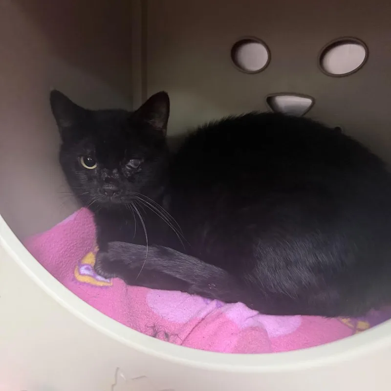 An adult medium-sized male Domestic Short Hair cat named Shadow for adoption in Titusville, FL
