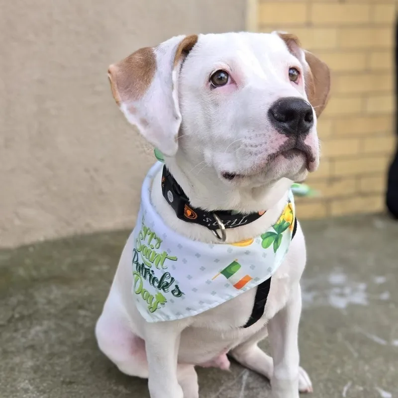 A baby medium-sized male White / Cream Pit Bull Terrier dog named Spot for adoption in Shelby, NC