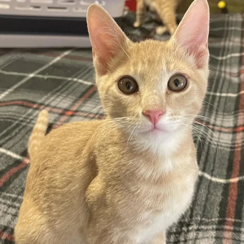 A baby small-sized male Orange / Red Domestic Short Hair cat named Ike for adoption in Santa Fe, TX
