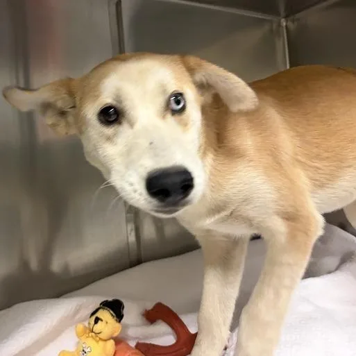 A baby small-sized female Yellow / Tan / Blond / Fawn Mixed Breed dog named Slate for adoption in Asheville, NC