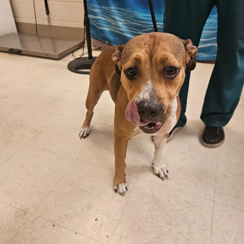 An adult medium-sized female Brown / Chocolate Mixed Breed dog named Maggie for adoption in Lake Panasoffkee, FL