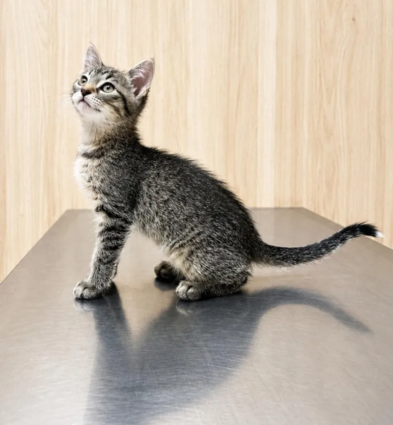 A baby small-sized female Domestic Short Hair cat named Spree for adoption in Homer Glen, IL