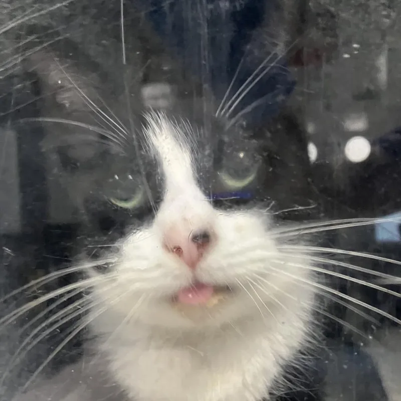 A senior medium-sized female Black Domestic Short Hair cat named Turkey for adoption in Greenville, SC